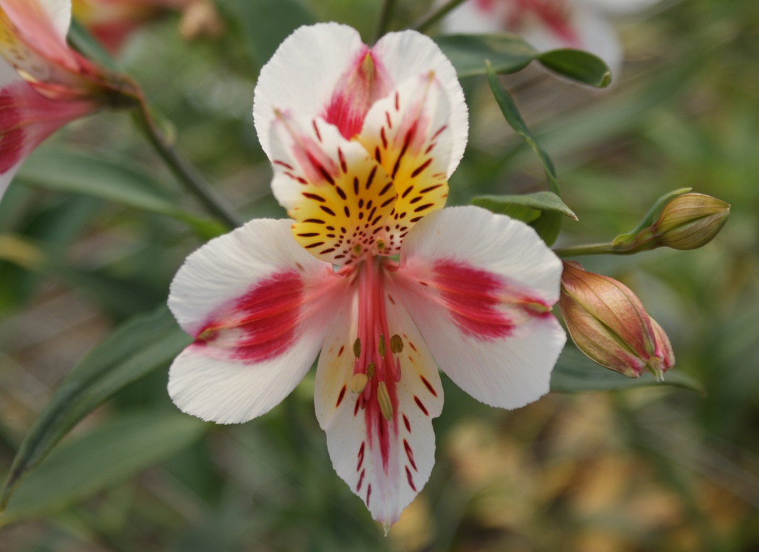 Crousaz Fleurs, Alstroméria