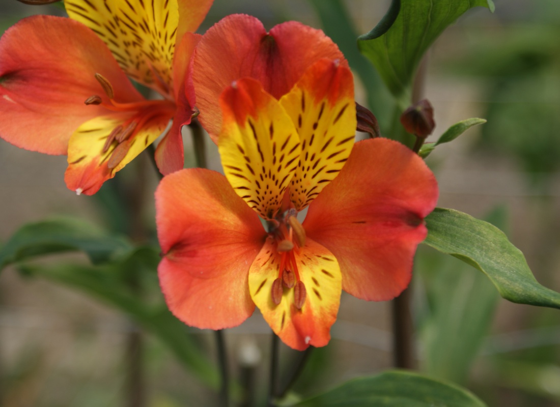 Crousaz Fleurs, Alstroméria