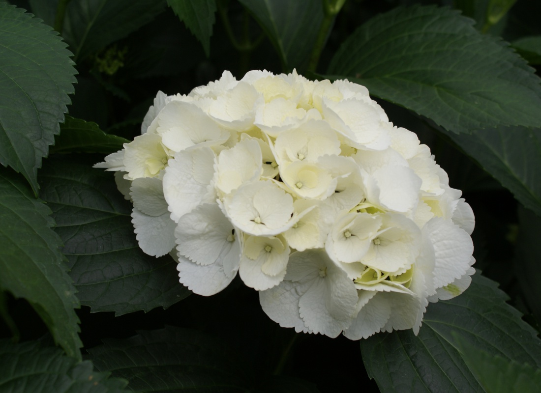 Crousaz Fleurs, Hortensia