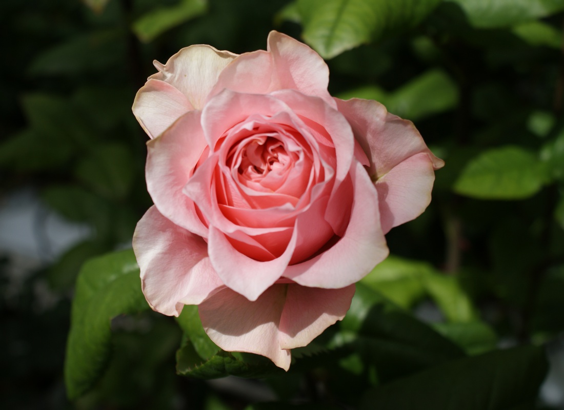 Crousaz Fleurs, Rose