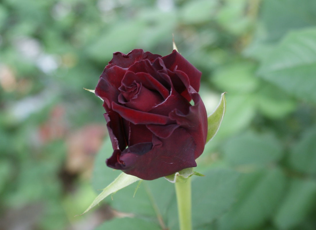 Crousaz Fleurs, Rose