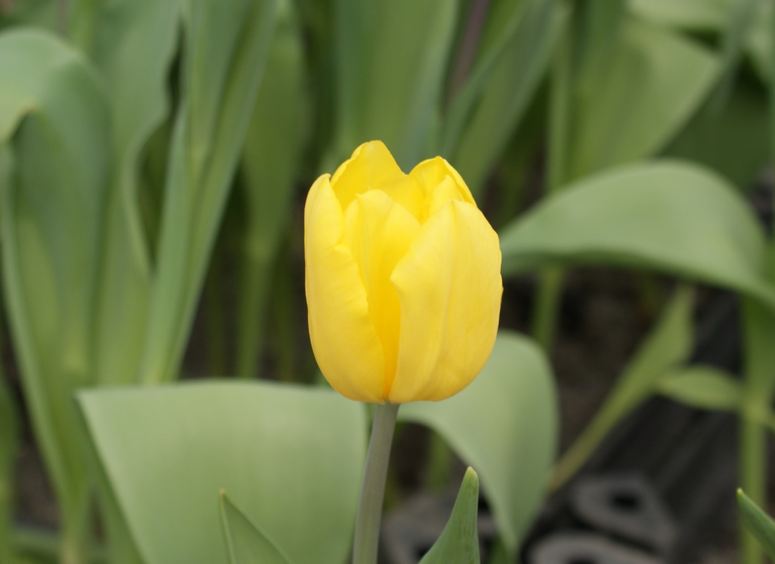 Crousaz Fleurs, Tulipe