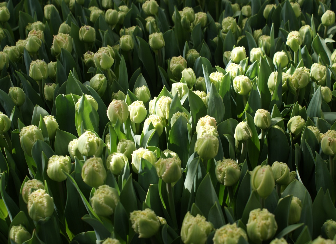 Crousaz Fleurs, Tulipe